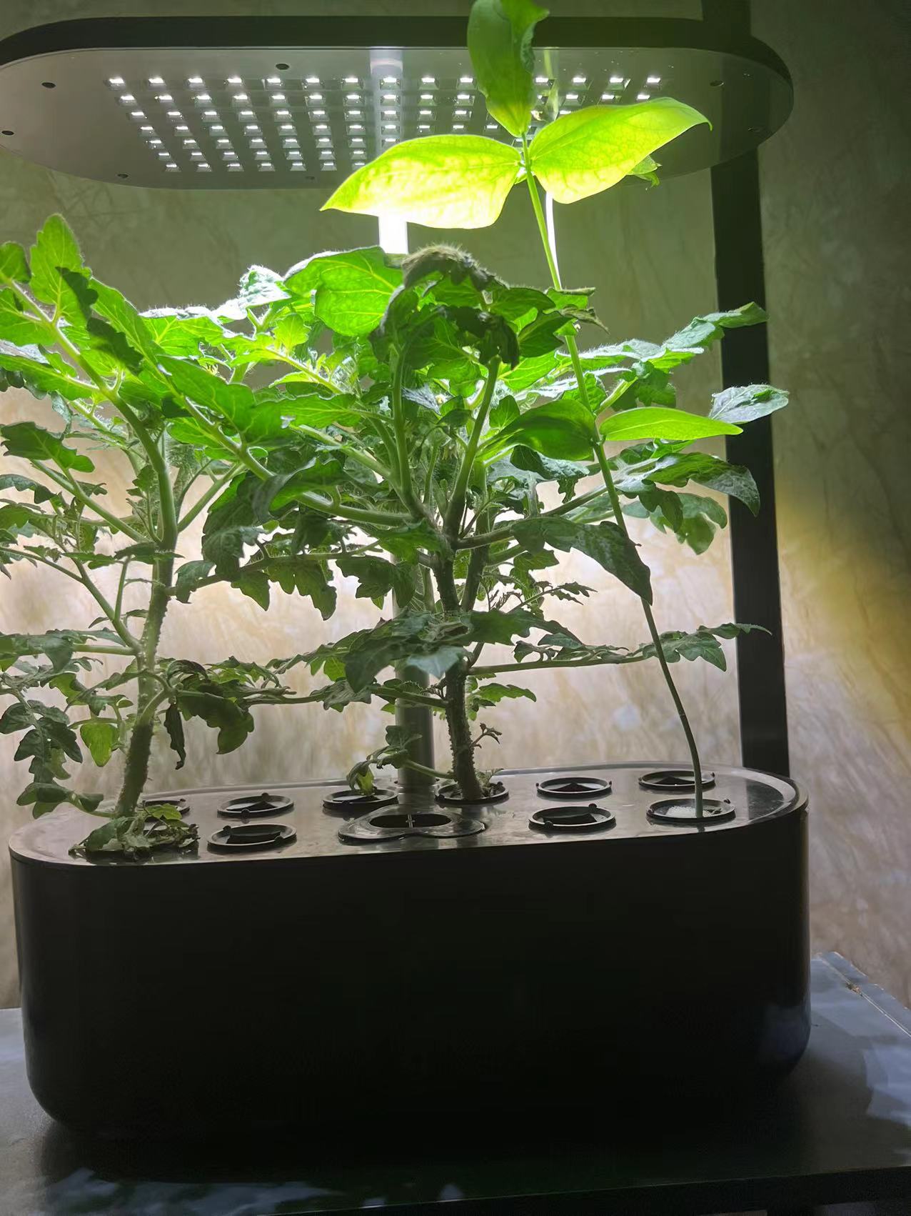 12-Pod Hydroponic Indoor Garden System with LED Grow Lights, Height Adjustable Planters, and Auto Timer for Herbs and Plants